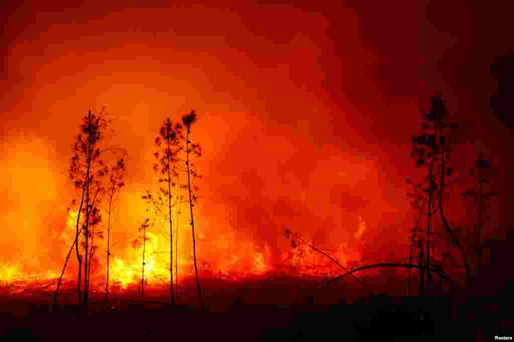 Një pamje që tregon djegien e pemëve Louchats, në jugperëndim të Francës, 17 korrik 2022.