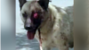 В Туркменистане принят закон о защите собак, активисты называют это лицемерием