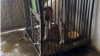 Собака породы алабай в карантине в ветеринарной клинике Ашхабада. Июль, 2022 