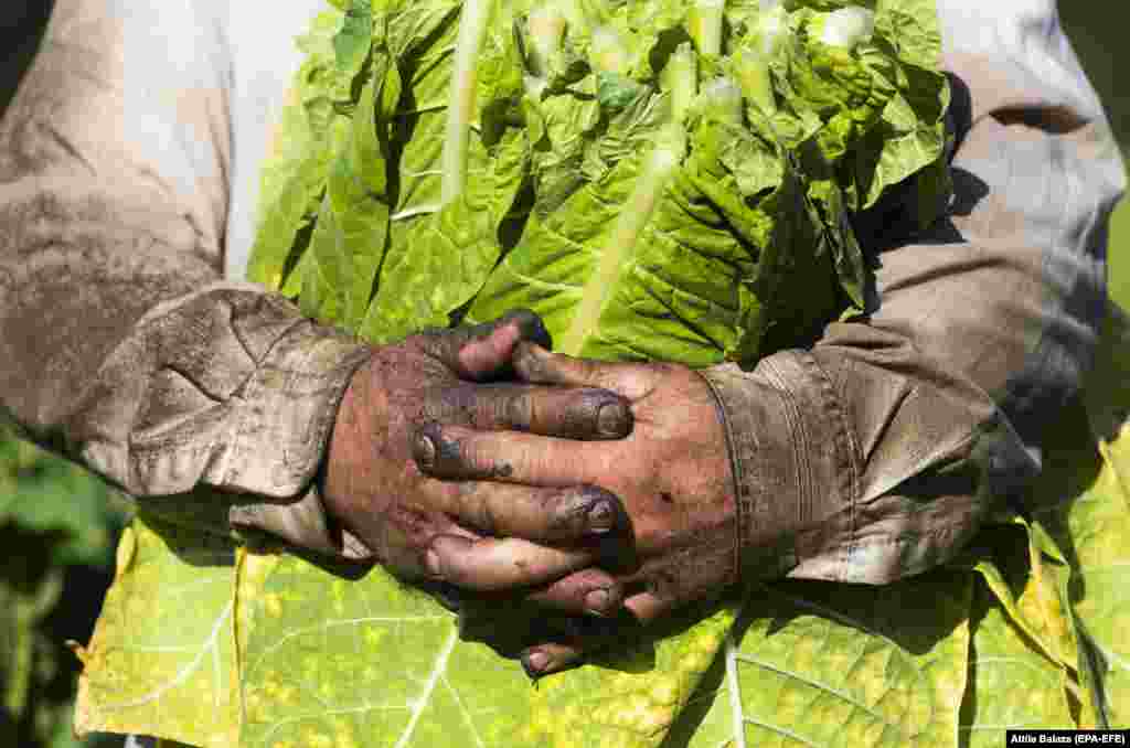 A harvest worker holds tobacco leaves in his stained hands in the village of Biri in eastern Hungary.