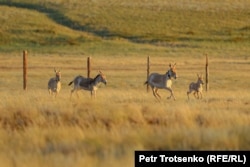 Куланы в Центре реинтродукции АСБК. Костанайская область, 21 июня 2022 года