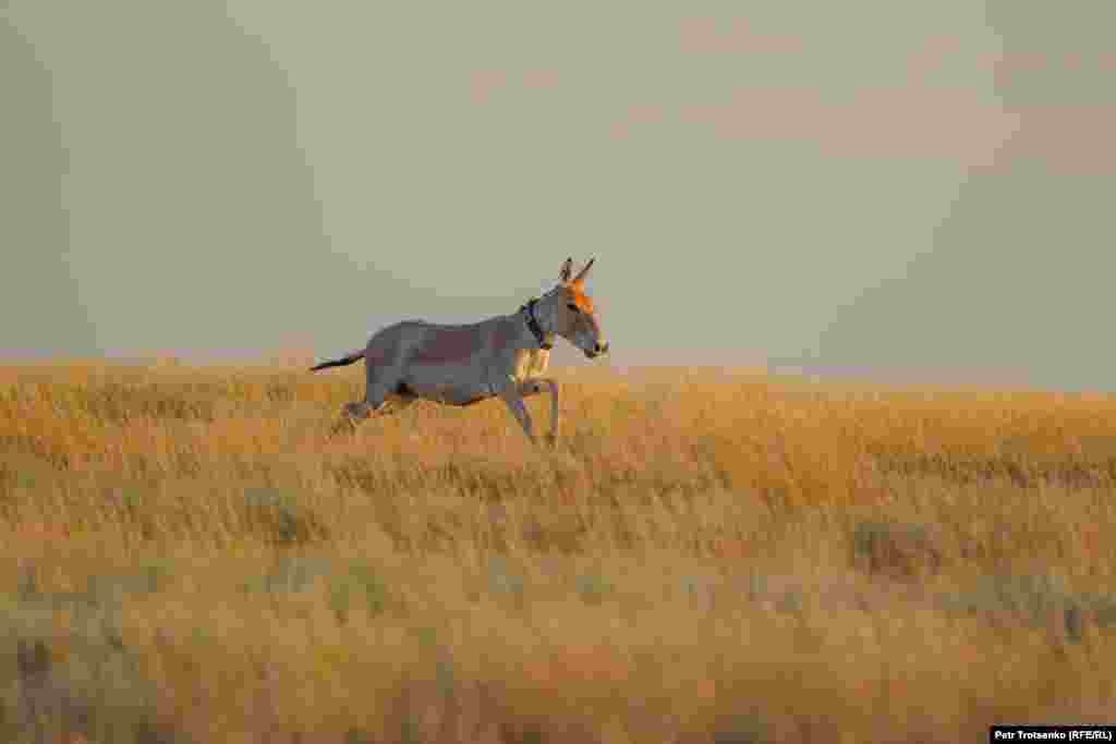 Kulans are are highly endangered. A Kazakh subspecies of the animal disappeared entirely from Kazakhstan in the 1930s, largely due to hunting and other human activity. The animals in these photos are a Turkmen subspecies of kulans that was first transported to the Altyn Dala conservation area in Kazakhstan&rsquo;s northern Kostanay region in 2017. &nbsp;