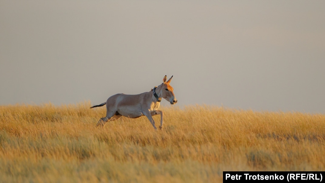 Порно алтын бейнелер жинағы