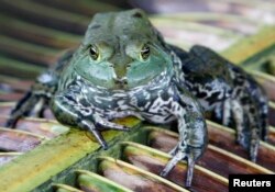Američka bik-žaba je vodozemac koji jede gotovo sve, čak i druge pripadnike svoje vrste.
