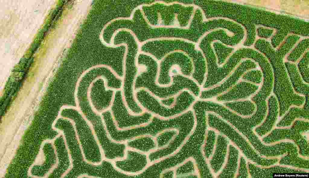 Pogled na 'Jubeelee Maze', labirint kukuruza sa temom kraljice pčela na Grange Farm Harpole, blizu Northamptona, Velika Britanija, 28. juli.