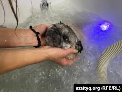 Мопс Зефир принимает гидромассажную ванну в груминг-салоне. Алматы, 14 июля 2022 года