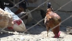 Қиссаи ватандорони беҳуқуқ