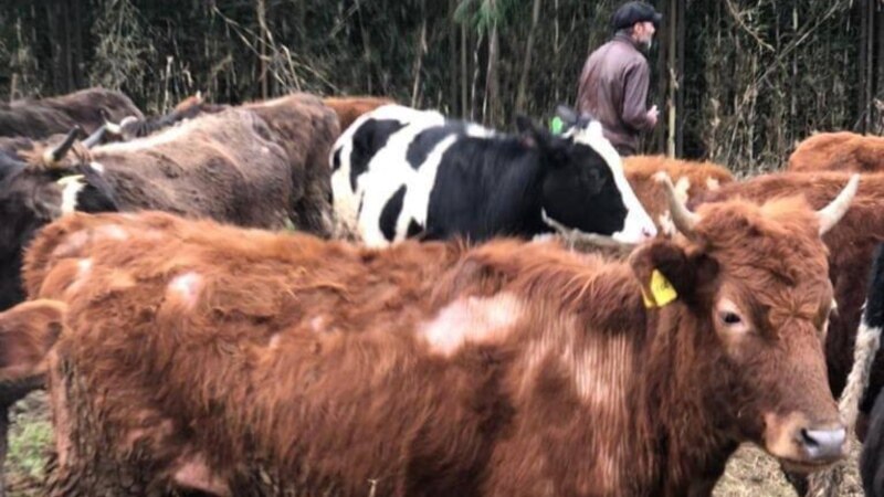 «Неверно говорить, что коровы завезены со страшными болезнями»