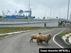 Cât timp lucrările la cheu nu sunt finalizate iar containerele de marfă nu pot fi aduse și descărcate de pe nave, infrastructura feroviară și rutieră nu este folosită la capacitatea programată. De lipsa traficului se bucură câteva oi care pasc netulburate pe marginea drumului.