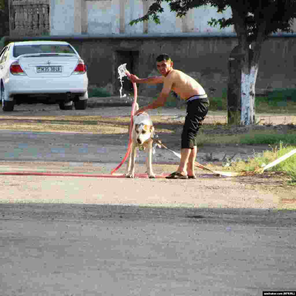 Bir adam itini ýuwýar