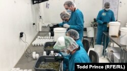 Workers trimming cannabis buds inside a legal Las Vegas marijuana operation (November 2018)