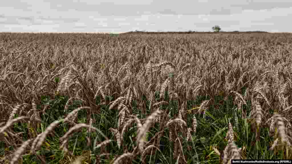 Українська пшениця, яка залишилася незібраною під час російської окупації Херсонщини, фото від 13 листопада 2022 року