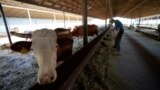 AP video grab - One of last dairy farms in Donbas fights to stay afloat