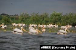 Pelicani în Delta Dunării.
