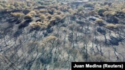 Сгоревший лес в испанской провинции Самора, июль 2022 года