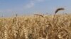 Pe agendă | Moldova va continua să importe cereale din Ucraina. De ce s-a răzgândit Guvernul?