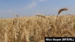 Ministerul Agriculturii va monitoriza, o dată la două zile, cantitatea de cereale importate din Ucraina și, dacă va fi înregistrat un flux masiv și acestea nu vor mai putea fi stocate în depozitele din R. Moldova, „executivul va interveni pentru gestionarea situației”