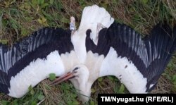 Áramütéstől elpusztult gólya