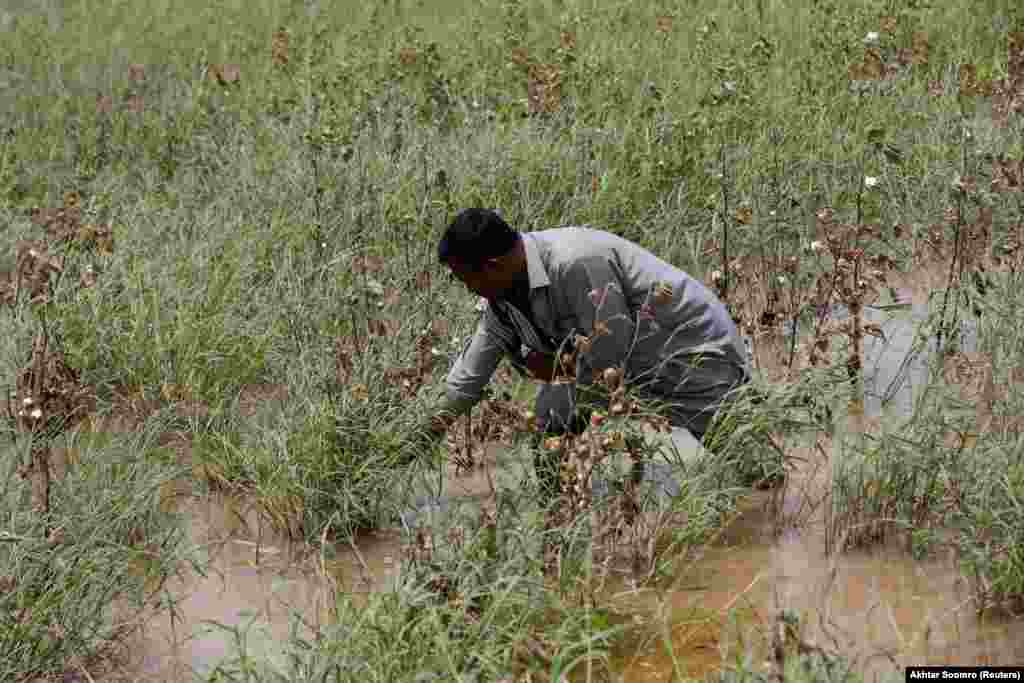 Sajid Ali, un fermier de 42 de ani, își inspectează câmpul de bumbac în timpul sezonului musonic din satul Masu Bhurgri, la periferia orașului Hyderabad, Pakistan, la 1 august 2022. Peste 800.000 de hectare de teren agricol au fost afectate de inundații, spun autoritățile.