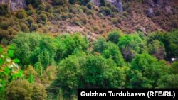 KYRGYZSTAN -- Jalal-Abad - Arstanbap in August, 2022 - Arslanbob is a large walnut forest located in the mountains of the Jalal-Abad region on the Fergana and Chatkal ridges. The total area of fruit and nut forests in the Arslanbob river valley is the lar