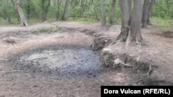 Pamje nga ajo çfarë ka mbetur në një prej dy gropave të ujit që normalisht i mbajnë kuajt dhe kafshët e tjera të egra brenda zonës së mbrojtur të Pyllit Letea, më 12 gusht, disa javë pasi zyrtarët u zotuan të sigurojnë ujë të mjaftueshëm.