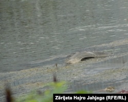 Në Vardar, qytetarët thonë se hidhen mbeturina të ndryshme, përfshirë edhe goma si kjo në fotografi.