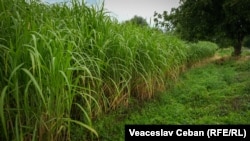 Cultivarea plantei de Miscanthus este avantajoasă, deoarece aceasta nu este pretențioasă, crește și timp de 25 de ani și dă recolte în fiecare an.