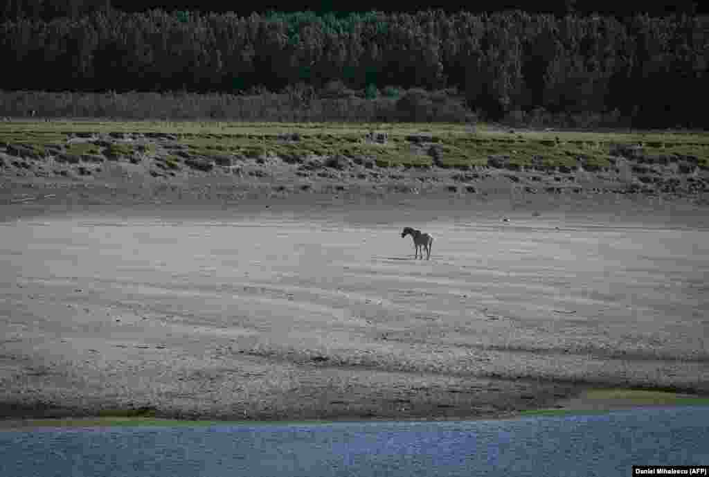Magányos ló a Borceai-Duna-ág kiszáradt medrében, Románia déli részén. A Romániába belépő Duna vízhozama a szokásos augusztusi vízhozam negyven százalékára esett vissza. Az aszály lelassítja az áruszállítást a Dunán, a vízszint helyenként két méterrel a normál szint alatt van