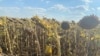 EU predviđa pad prinosa kukuruza, suncokreta i soje za oko osam do devet posto zbog vrućeg vremena širom kontinenta. 