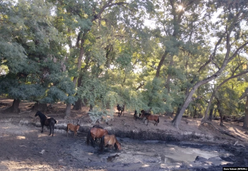 Rreth 50 kuaj të egër të Leteas iu afruan shpejt njërës prej dy gropave të ujit më 16 gusht pasi burimet u pastruan nga rëra e mbushur që po pengonte ujin të depërtonte në sipërfaqe.