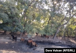 Around 50 of Letea's wild horses quickly approached one of the two watering holes on August 16 after the springs were cleared of packed sand that was preventing water from seeping to the surface.