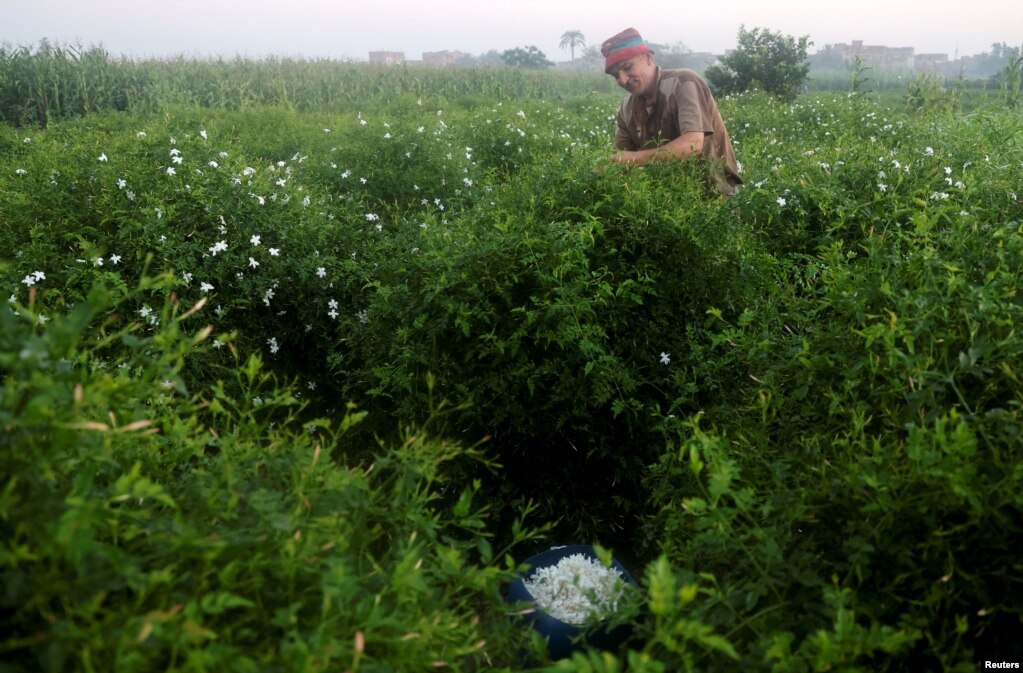 Fshati Shubra Beloula në deltën e Nilit është zemra e industrisë së kultivimit të jaseminit në Egjipt, që së bashku me Indinë, janë prodhueset më të mëdha në botë të kësaj kulture luleje.