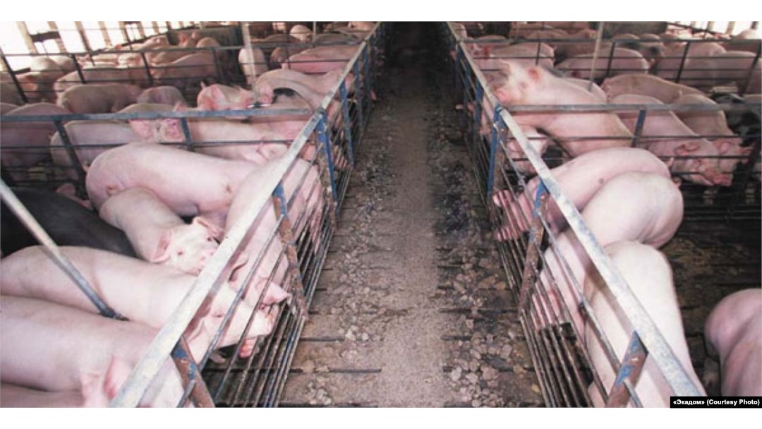 Germania a „inundat” cu carne de porc piața românească, pentru că abatoarele germane nu mai pot vine în alte state din Uniunea Europeană care nu au pestă porcină.