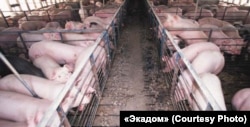 Germania a „inundat” cu carne de porc piața românească, pentru că abatoarele germane nu mai pot vine în alte state din Uniunea Europeană care nu au pestă porcină.