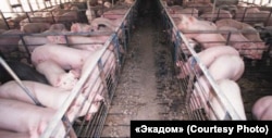 321 de ferme comerciale mai sunt în România.