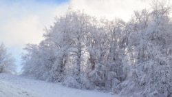 Ветви деревьев в снегу