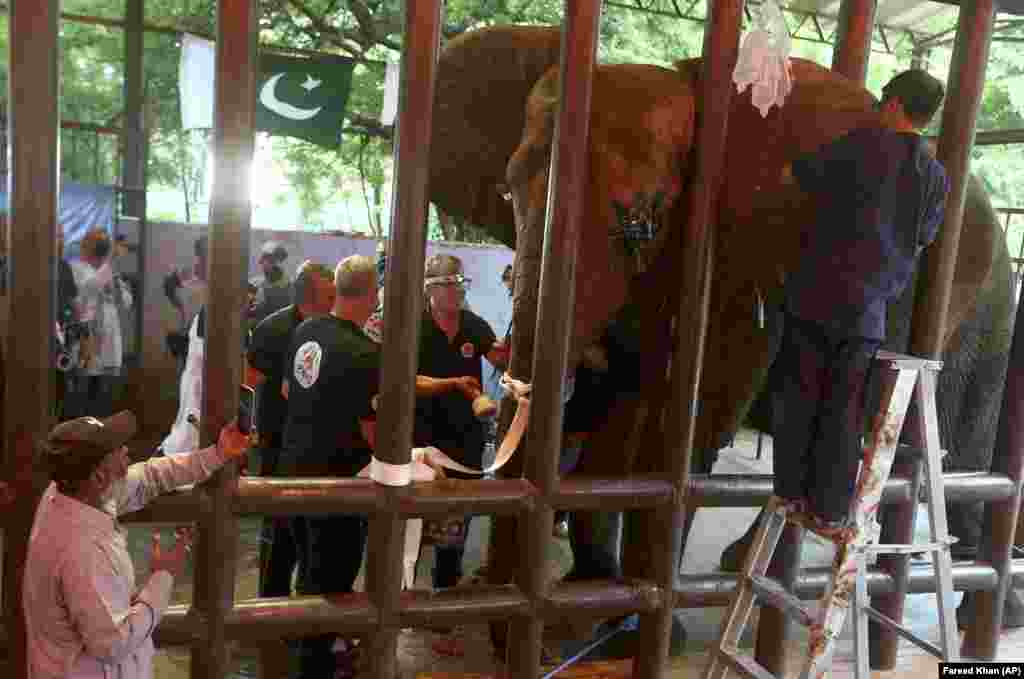 Veterinerët nga organizata globale e mirëqenies së kafshëve, Four Paws, duke kryer një operacion dentar te një elefant në një kopsht zoologjik në Karaçi, Pakistan.