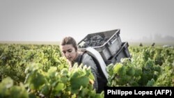 Két évvel ezelőtt még egy hónappal később szüreteltek a Château Haut-Bailly birtokon, a bordeaux-i borvidéken. A kép 2020. szeptember 23-án készült