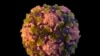Polio virus pronađen je u otpadnim vodama Njujorka. To je znak da se bolest, koja nije viđena u SAD skoro deceniju, tiho širi među nevakcinisanim ljudima, rekli su zdravstveni zvaničnici u Sjedinjenim Državama 12. avgusta 2022. 
