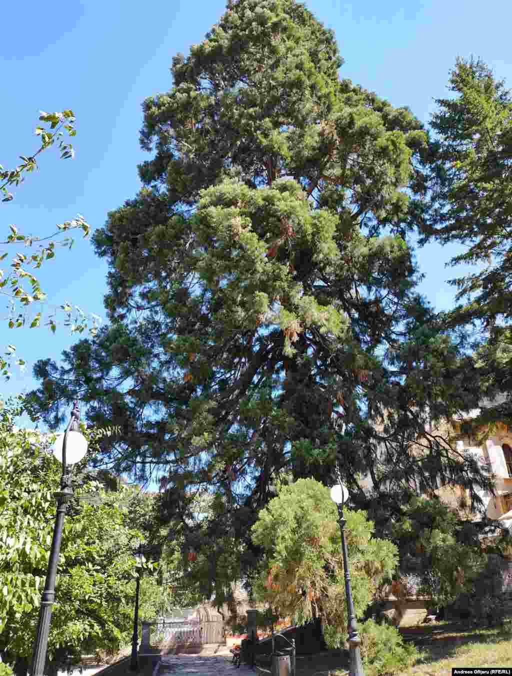 Arborele mamut Wellingtonia Gigantea din Parcul Central, originar din California, a fost plantat în timpul vizitei împăratului Franz Joseph, fiind&nbsp;printre puţinele exemplare aclimatizate la noi în ţară.&nbsp;