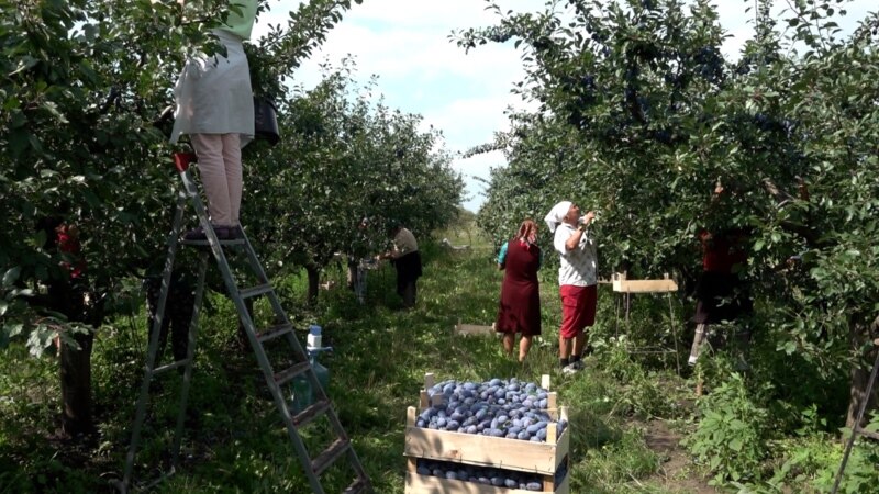 Agricultorii moldoveni vor putea vinde încă un an în UE șapte produse fără a plăti taxe vamale  