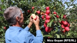 Agricultor într-o livadă de mere din satul Unguri, raionul Ocnița