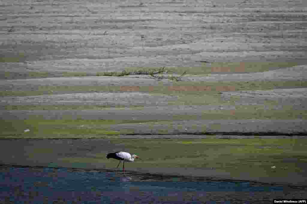 Élelmet kereső gólya a száraz folyómederben.&nbsp;Annak érdekében, hogy ne álljon le az áruszállítás a Dunán, Románia a bolgár területen is kotrást végez, miután a szomszédos ország felhagyott a munkálatokkal