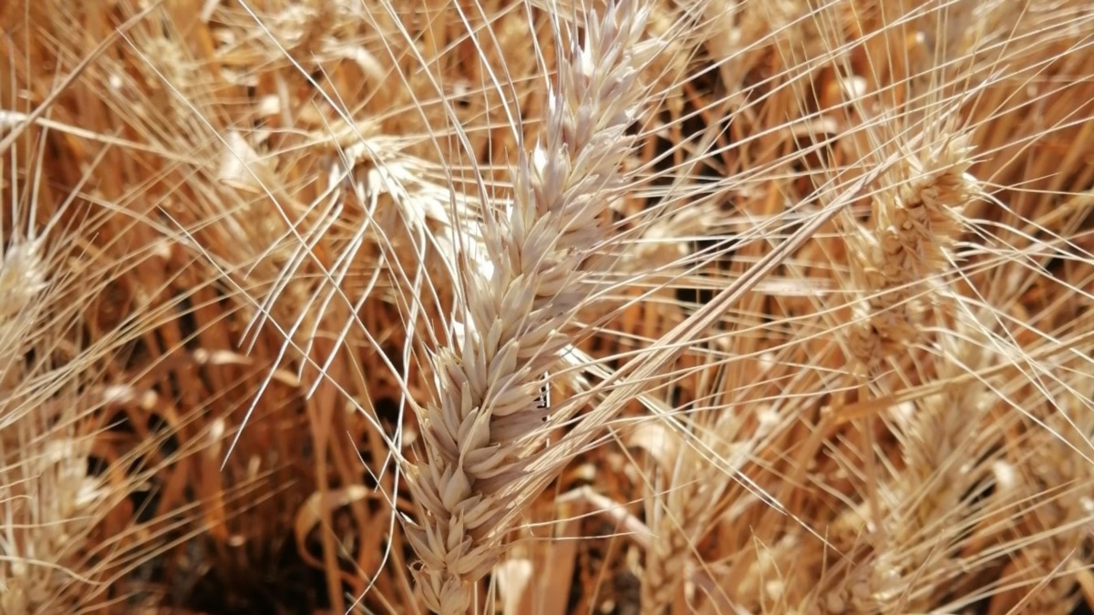 Slovakia joined the ban on the import of grain from Ukraine