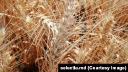 Засухоустойчивый сорт пшеницы. Иллюстративное фото
