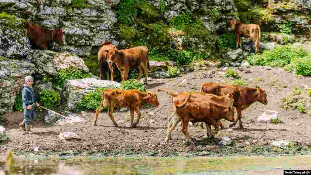 След издояване кравите се извеждат на лятното пасище, където прекарват остатъка от деня.
