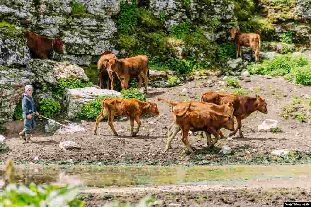 After milking, the cows are led out to the summer pasture, where they spend the rest of the day eating lush mountain grass. &nbsp;