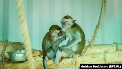 Үлкен жоптар в фото