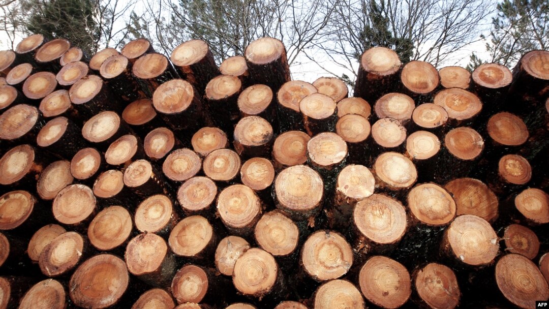 The report says the timber marked as Kazakh or Kyrgyz is, in fact, from Russia and Belarus. (illustrative photo)