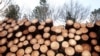 Износът на дървесина от България е само около 1% от общия добив.